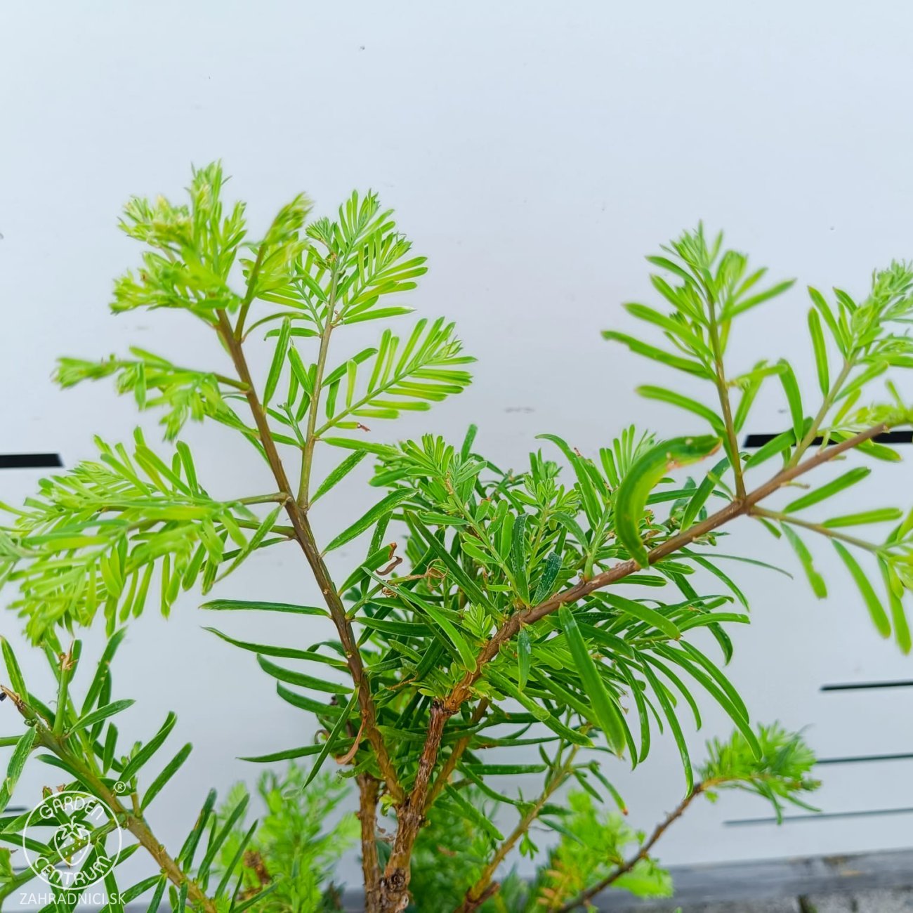 Obrázok Metasekvoja čínska (Metasequoia glyptostroboides) ´SCHIRMANS NORDLICHT´ - výška 50-70 cm, kont. C3L